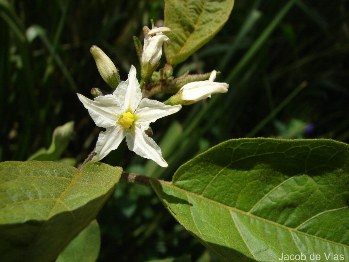 Solanum torvum Sw.